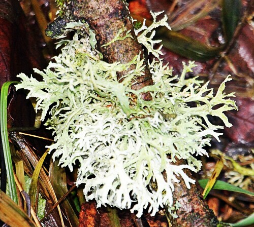 Flechten stellen ein Symbiose aus Pilzen und Algen bzw. Cyanobakterien dar.
https://de.wikipedia.org/wiki/Flechte
https://de.wikipedia.org/wiki/Evernia_prunastri

Aufnameort: Eiershausen Hirschbergwald
Kamera: Canon EOS 1300D