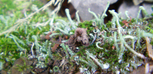 Eine Cladoniaart(Flechte - Symbiose aus Alge und Pilz), die auch an ihrer Gestalt erkannt werden kann.
http://de.wikipedia.org/wiki/Pfriemen-Geweihflechte

Aufnameort: Eiershausen Garten
Kamera: Medion Digitaler Full-HD-Camcorder mit Touchscreen Medion Life