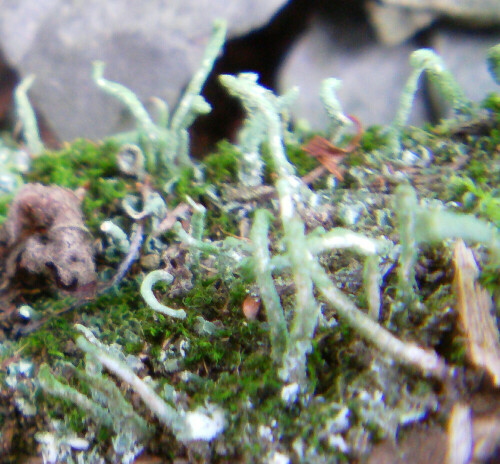 Moose wie Flechten können oft nur an flachgründigen Standorten wachsen, auf denen sie nicht direkt Konkurrenz durch Pflanzen beim Kampf um das Licht erhalten.
http://de.wikipedia.org/wiki/Cladonia_subulata

Aufnameort: Eiershausen Garten
Kamera: Medion Digitaler Full-HD-Camcorder mit Touchscreen Medion Life