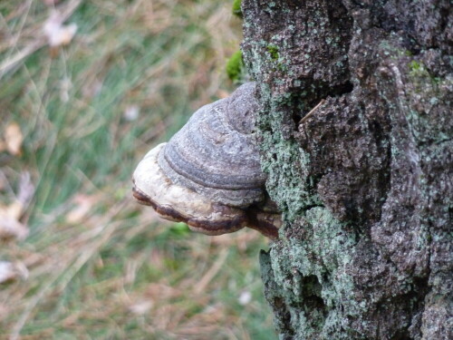 pilz-am-baum-5642.jpeg