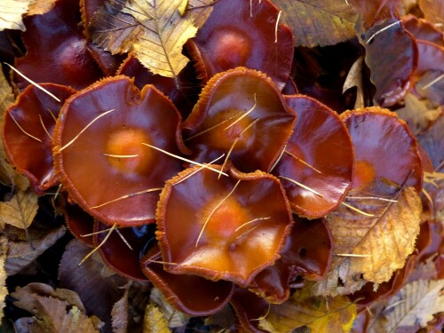 

Aufnameort: Triesdorf Waldbereich Tiergarten
Kamera: Nikon D7000