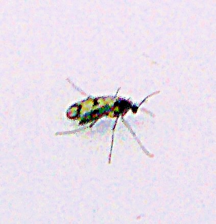 pilzmucke-mycetophilidae-leptomorphus-nebulosus-30869.jpeg