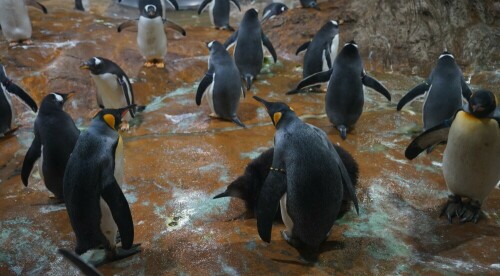 Die Kolonie im Wuppertaler Zoo wird zum Glück gekühlt, sonst wäre es den antarktischen Vögeln hier zu warm.

Aufnameort: Wuppertaler Zoo
Kamera: Sony Alpha 7/II