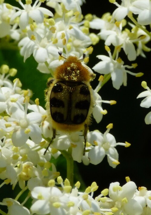 Entdeckt im Garten

Aufnameort: Bochum
