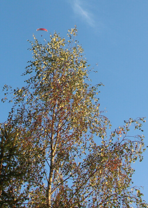 Der Gleitschirmflieger überflog die Wacholderheide in Eiershausen.
https://de.wikipedia.org/wiki/Gleitschirmfliegen
https://de.wikipedia.org/wiki/Birken
https://de.wikipedia.org/wiki/Wacholderheide

https://www.youtube.com/watch?v=WgbwaMdbgYA
https://www.youtube.com/watch?v=iW11o7lcSWw


Aufnameort: Eiershausen Wacholderheide
Kamera: Canon EOS 700D