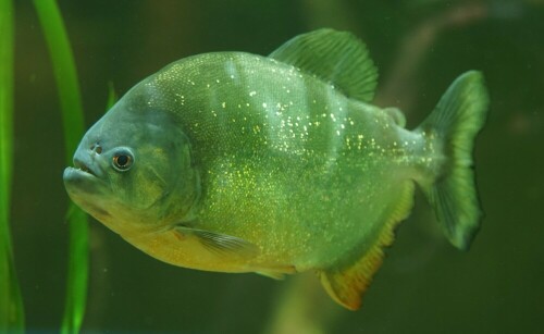 Die herrlich schimmernden Schuppen des Piranhas sind kein Schmuck, sondern Tarnung. Im brackigen und sonnendurchfluteten Amazonaswasser verwirrt das Schimmern Beute wie Angreifer gleichermaßen.

Aufnameort: Kölner Zoo
Kamera: Sony Alpha 7/II