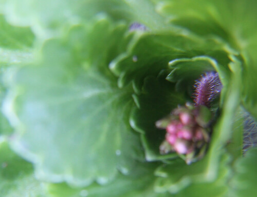 Das Porzellanblümchen ist ein Hybride(Mischling) - eine Kreuzung
von Saxifraga spathularis sowie Saxifraga umbrosa(Schatten-Steinbrech).
https://de.wikipedia.org/wiki/Porzellanblümchen
https://www.baumschule-horstmann.de/shop/exec/product/699/10913/Porzellanbluemchen.html

Aufnameort: Eiershausen Garten
Kamera: Canon EOS 700D