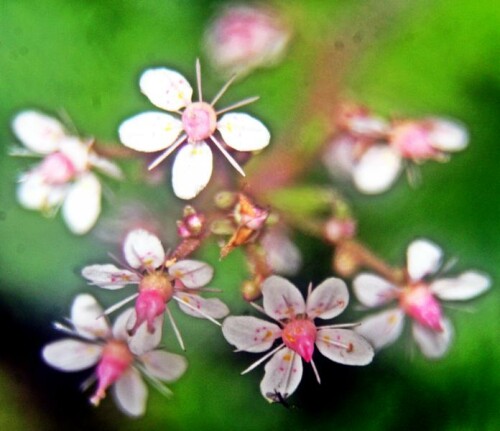 porzellanblumchen-saxifraga-x-urbium-d-a-webb-20905.jpeg