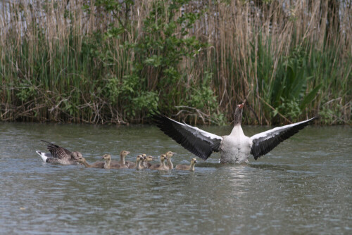 Ein Gänserich während des Ausstreckens seiner Flügel.

Aufnameort: Altmühlüberleiter Muhr Mittelfranken
Kamera: Canon EOS400D + Canon EF 300 4.0 USM IS L