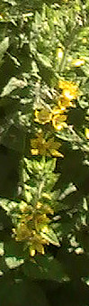 punktierter-gilbweiderich-lysimachia-punctata-l-13051.jpeg