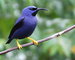 purple honeycreeper

Aufnameort: trinidad
Kamera: fuji finepix 9500