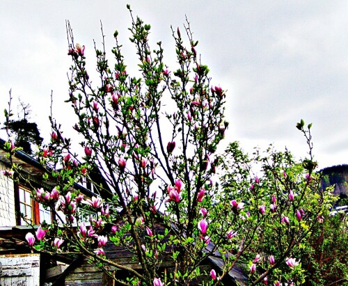 Die Purpur-Magnolie stammt aus China.
https://de.wikipedia.org/wiki/Purpur-Magnolie

Aufnameort: Eiershausen Garten
Kamera: Canon EOS 1300D