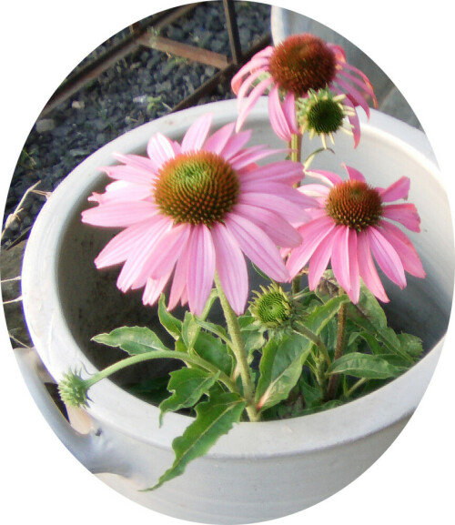 Der Sonnenhut gehört zu den Korbblütlern und kann Höhen von 50 bis über einen Meter erreichen. In Europa gilt er als Neophyt.
http://de.wikipedia.org/wiki/Echinacea_purpurea

Aufnameort: Eiershausen Haus (Blumenkrug)
Kamera: Medion Digitaler Full-HD-Camcorder mit Touchscreen Medion Life