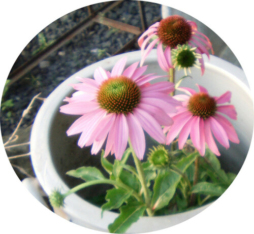 purpur-sonnenhut-echinacea-purpurea-moench-12162.jpeg