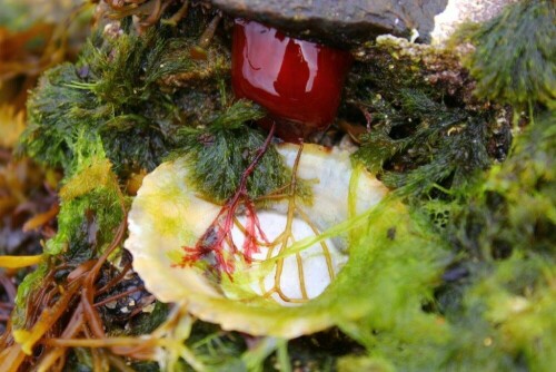 Purpurrose, auch Pferdeaktinie genannt – aufgenommen im Juni 2015 am Strand der Vogelinsel Runde/Norwegen. Ein Tier, das wie eine Pflanze aussieht. Wunderbar anzusehen – kaum zu glauben, dass aus der geschlossenen Kugel ein derart schönes Gebilde werden kann (siehe Purpurrose offen).

Aufnameort: Strand Vogelinsel Runde Norwegen
Kamera: Canon EOS 60 D