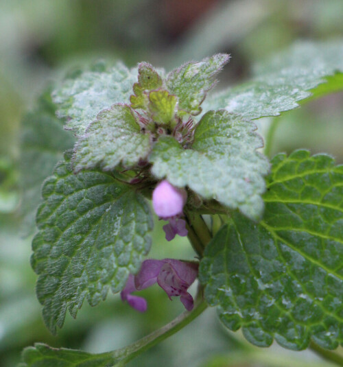 purpurrote-taubnessel-lamium-purpureum-l-16096.jpeg