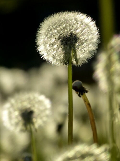 pusteblume-10331.jpeg