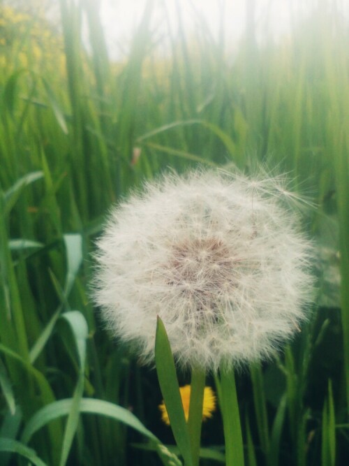 pusteblume-15760.jpeg