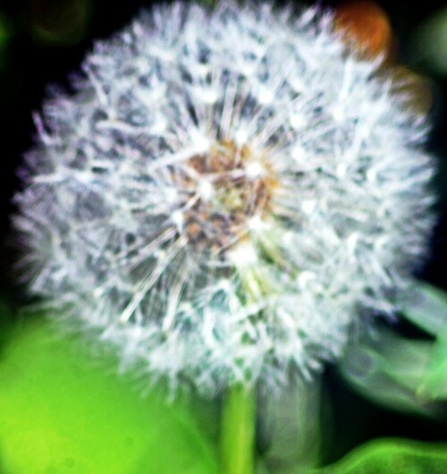 pusteblume-20897.jpeg