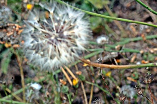 Auch der Herbst-Löwenzahn gehört zu den Korbblütlern(Asteraceae):
Er gedeiht in Asien sowie Europa.
https://de.wikipedia.org/wiki/Herbst-Löwenzahn

Aufnameort: Eiershausen Gemeindewiese
Kamera: Canon EOS 1300D