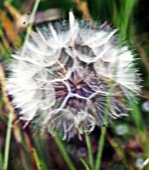 pusteblume-eines-wiesen-bocksb-21010.jpeg