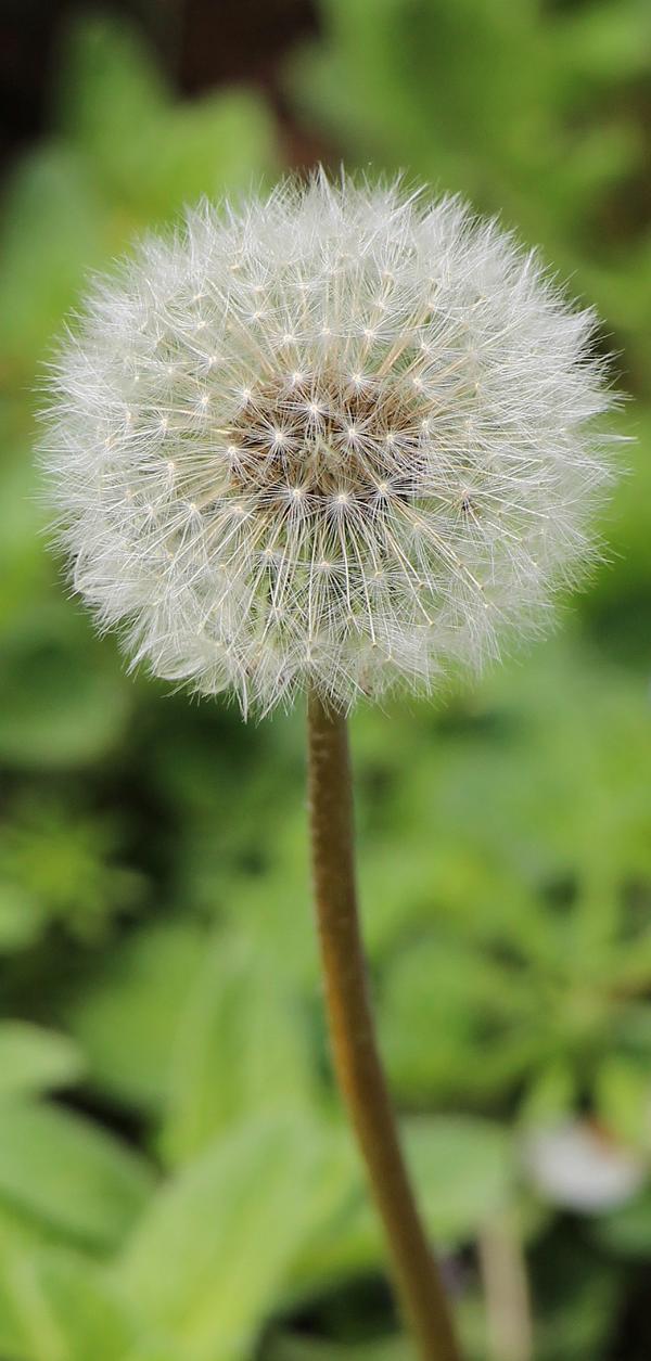 Bereits im späteren Frühjahr kann man "Pusteblumen" finden.
http://de.wikipedia.org/wiki/Gewöhnlicher_Löwenzahn

Aufnameort: Eiershausen Garten
Kamera: Canon EOS 700D