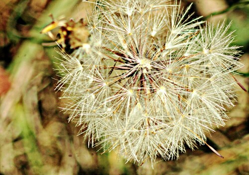 Der Herbst-Löwenzahn erblüht und fruchtet ggf. im  Herbst in Wiesen.
https://de.wikipedia.org/wiki/Herbst-L%C3%B6wenzahn

Aufnameort: Eiershausen Gemeindewiese
Kamera: Canon EOS1300D