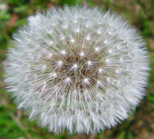 Der Name "Pusteblume" deutet auf die Windverbreitung der Achänen(Samen mit "Fallschirmchen") des Löwenzahnes hin.
{Löwenzahnwiesen entstehen - auch nach einem Film über die Flora und Fauna in und um Paris vom 22.10.2015 im arte-Kanal - dadurch, dass Löwenzahn ein Ethylengas als pflanzliches "Kampfgas" entwickelt und hiermit anderes pflanzliches Wachstum unterdrückt.}
http://de.wikipedia.org/wiki/Gewöhnlicher_Löwenzahn

Videoclip:
https://youtu.be/x1otw3QVl_I

Aufnameort: Eiershausen Garten
Kamera: Medion Digitaler Full-HD-Camcorder mit Touchscreen