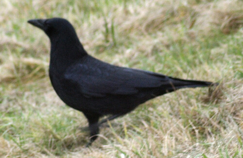 rabenkrahe-corvus-corone-l-1758-18241.jpeg