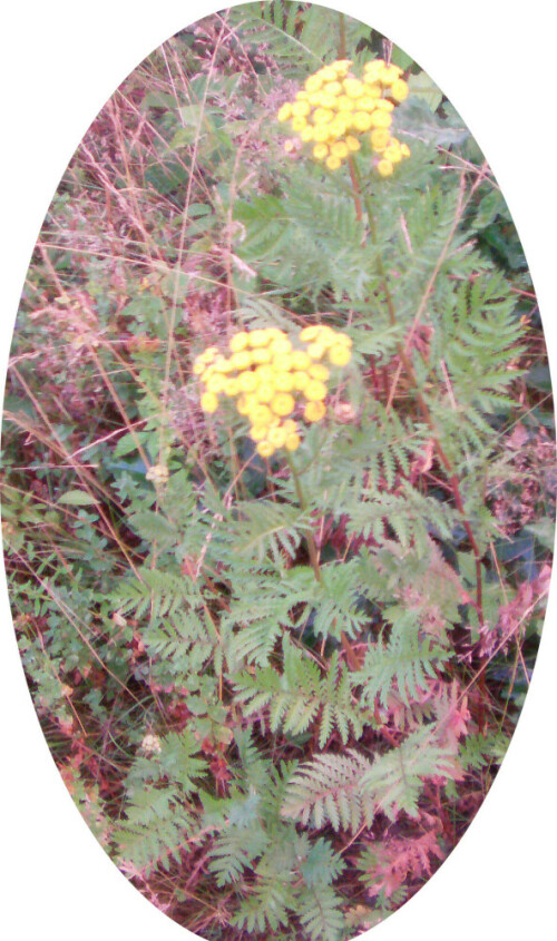 rainfarn-tanacetum-vulgare-l-11046.jpeg