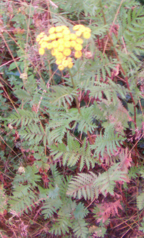 rainfarn-tanacetum-vulgare-l-11729.jpeg