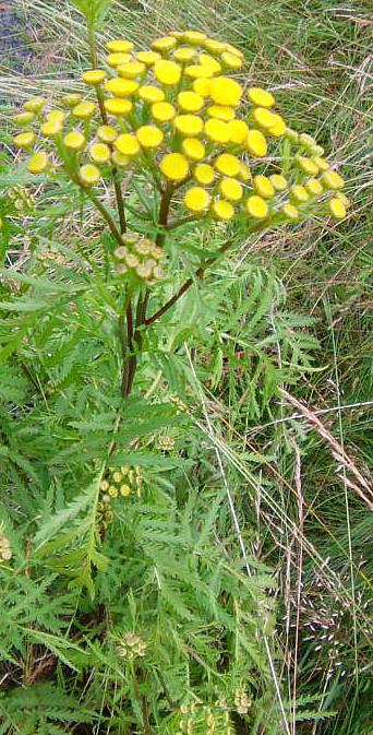 rainfarn-tanacetum-vulgare-l-12787.jpeg