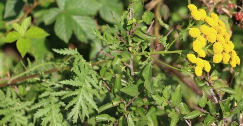 rainfarn-tanacetum-vulgare-l-14825.jpeg