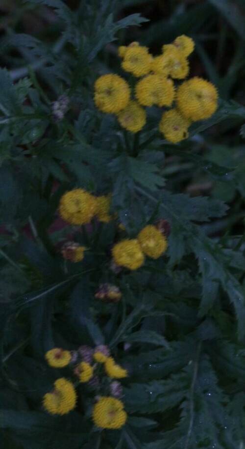 rainfarn-tanacetum-vulgare-l-15582.jpeg