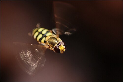 Im Flug von Blüte zu Blüte

Aufnameort: Frechen
Kamera: Canon 450 D