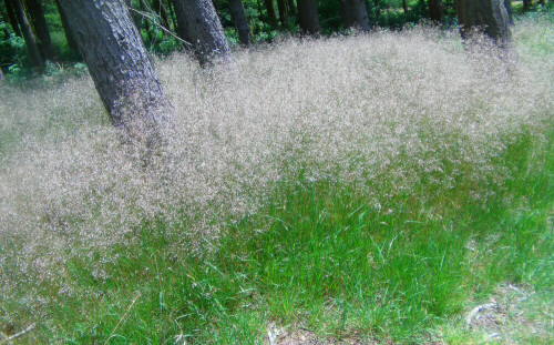 Die Rasen-Schmiele kann bis zu 1,5 Meter hoch ggf. wachsen.
Sie mag feuchte und nährstoffreiche Lehm- oder Tonböden. 
Als Nebenvorkommen werden lichte Laubwälder genannt.
http://de.wikipedia.org/wiki/Rasen-Schmiele

Aufnameort: Simmersbach südöstlich des Ortsrandes
Kamera: Digitaler Full-HD-Camcorder mit Touchscreen Medion Life