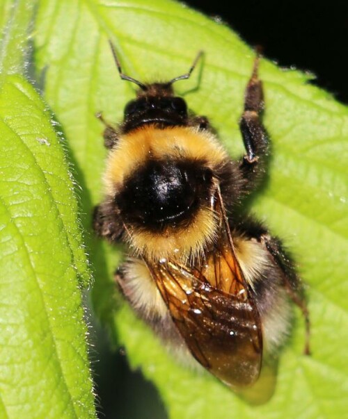 Sie ist eine der häufigeren Hummelarten, die zudem auch eine der größten Hummel in Europa ist.
{Bei diesem Exemplar ist allerdings die Anzahl der gelben Binden nicht unbedingt typisch! Dies würde eher an eine Kuckuckshummel erinnern!!}
http://inv4d3r.deviantart.com/art/bumblebee-bombus-terrestris-295981804
https://www.youtube.com/watch?v=PtsbtkuAQwc

Aufnameort: Eiershausen Garten
Kamera: Canon EOS 700D