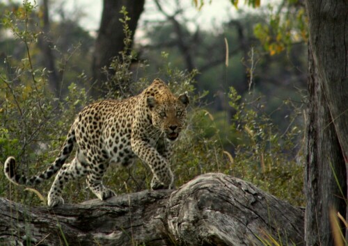 Dieser Leopard machte sich auf, um auf dem Baum etwas zu entspannen.

Aufnameort: Moremi Park - Botswana - in Xakanaka
Kamera: Canon 450D