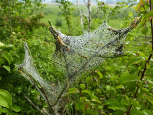 Die diesjährigen Traubenkirschen sehen aus wie Weihnachtsbäume.
Von Gespinsten der Gespinstmotte überzogen, wohin das Auge sah.

Aufnameort: ReinheimerTeich/Odenwald
Kamera: Lumix FZ 48