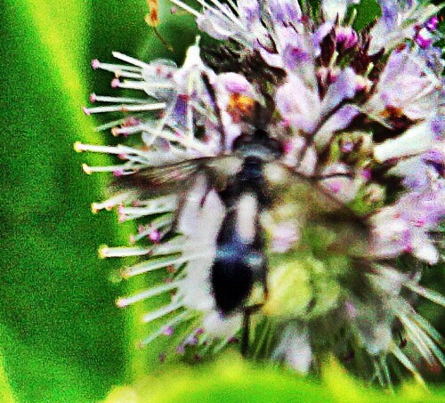 Jene Art Fliege hält sich gerne an Rändern von Laubwäldern auf.
http://www.insektenbox.de/zweifl/lofasc.htm
https://en.wikipedia.org/wiki/Lophosia_fasciata

Aufnameort: Eiershausen Garten
Kamera: Canon EOS 1300D