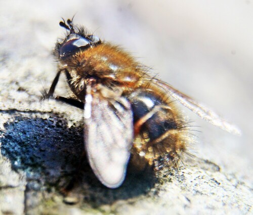 Eine Art Raupenfliege, die sich gerne an warmen Waldrändern aufhält.
http://www.insektenbox.de/zweifl/tachur.htm
https://en.wikipedia.org/wiki/Tachina_ursina

Aufnameort: Eiershausen Garten
Kamera: Canon EOS 1300D