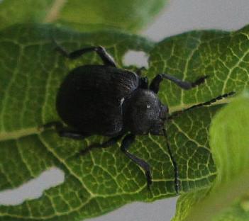 rebfallkafer-bromus-obscurus-l-1758-1-14558.jpeg