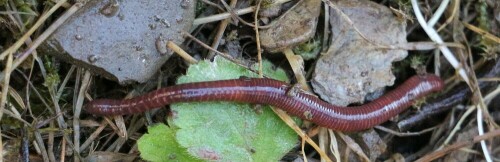 regen-bzw-tauwurm-lumbricus-terrestris-l-1758-15538.jpeg