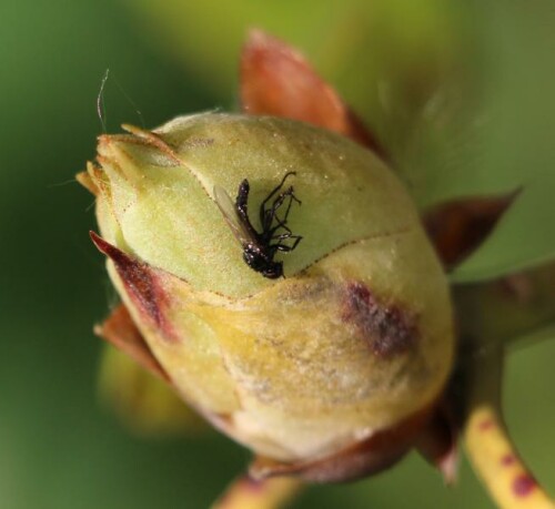 Regentropfen können für Insekten eine beachtliche Wucht entwickeln.
http://de.wikipedia.org/wiki/Märzfliege
http://www.wdr.de/tv/wissenmachtah/bibliothek/insektenbeiregen.php5

Aufnameort: Eiershausen Garten
Kamera: Canon EOS 700D