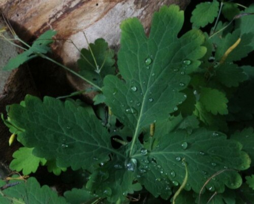 Ein kleiner Regenschauer hat auch auf einem Schöllkraut "seine Spuren" hinterlassen.
https://de.wikipedia.org/wiki/Regen

Aufnameort: Eiershausen Waldrand
Kamera: Canon EOS 700D