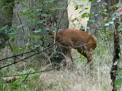 In einem kleinen Waldstück hinter Wiblingen kann man noch durch Zufall, Rehe sehen.

Aufnameort: Gögglinger Wald
Kamera: Panasonic TZ 96 D