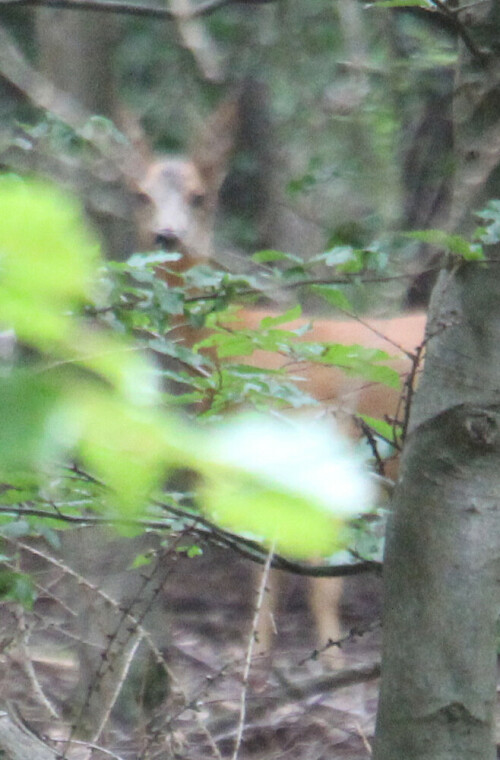 Das europäische Reh(Capreolus capreolus) ist die kleinste und häufigste Hirschart In Europa.
https://de.wikipedia.org/wiki/Reh

Aufnameort: Eiershausen Hirschbergwald
Kamera: Canon EOS 1300D