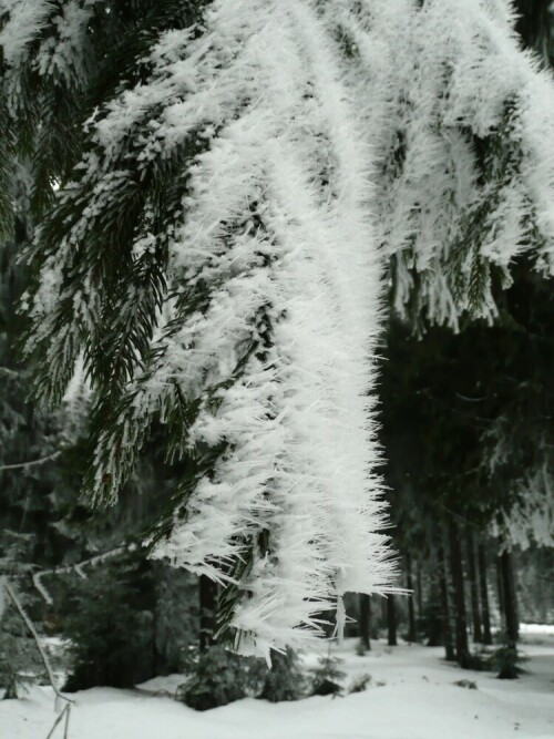 Nach 3 Tagen zähem Nebel wurde der Winterwald immer märchenhafter.

Aufnameort: bei Masserberg, Thüringer Wald
Kamera: Panasonic, DMC-TZ2