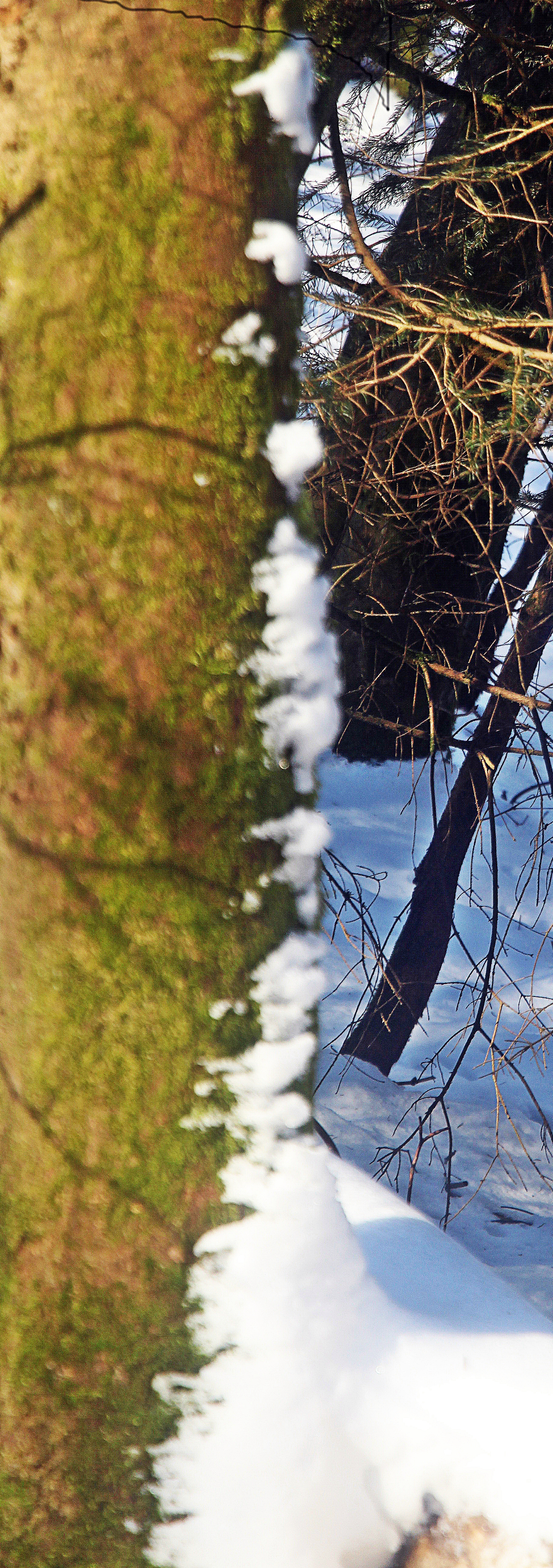 Je nach Windstärke und -richtung kann Schnee sogar fast horizontal fliegen.
https://de.wikipedia.org/wiki/Schneeverwehung

Aufnameort: Eiershausen Hirschbergwald
Kamera: Canon 1300D