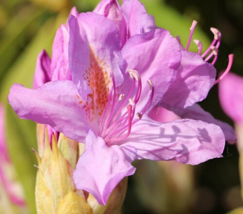 Ein violett blühender Strauch

http://hortusitalicus.blogspot.de/2011/05/rhododendron-ponticum.html

Aufnameort: Eiershausen Garten
Kamera: Canon EOS 700D